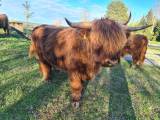 Highland Cattle Tjur